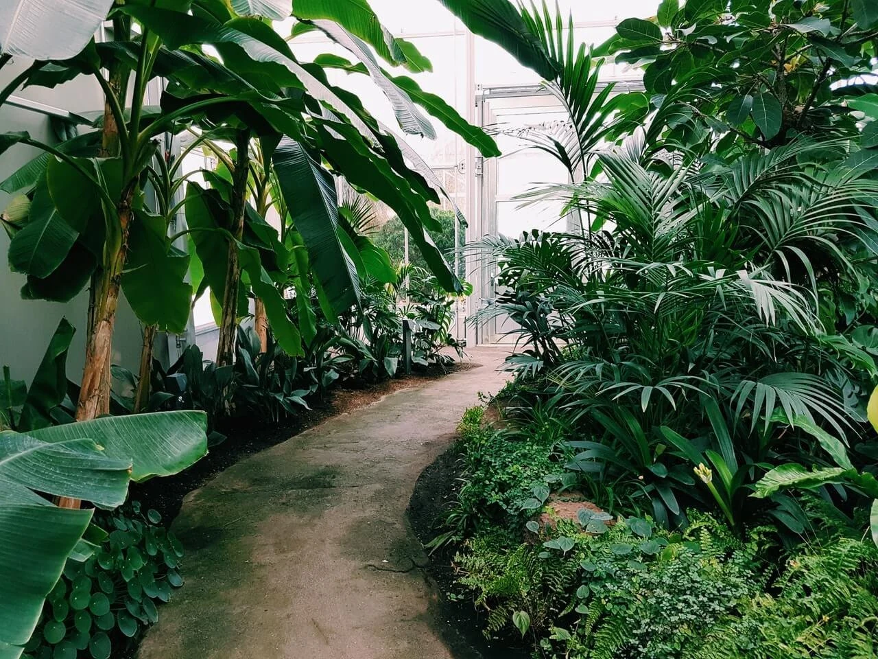 Pasillo entre plantas de un cultivo